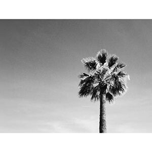 Fine Art Prints Black And White Palm Tree Large Wall Art Print Canvas Premium Poster Fine Art Prints Black And White Palm Tree Large Wall Art Print Canvas Premium Poster