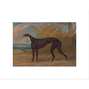 Wee Blue Coo PAINTING ANIMAL SPORT GARRARD GEORGE FOX GREYHOUND JUNO FRAMED PRINT B12X12787 Wee Blue Coo PAINTING ANIMAL SPORT GARRARD GEORGE FOX GREYHOUND JUNO FRAMED PRINT B12X12787
