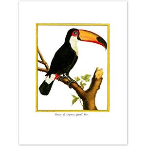 Fine Art Prints Bird Black Toucan Art Print Canvas Premium Wall Decor Poster Fine Art Prints Bird Black Toucan Art Print Canvas Premium Wall Decor Poster