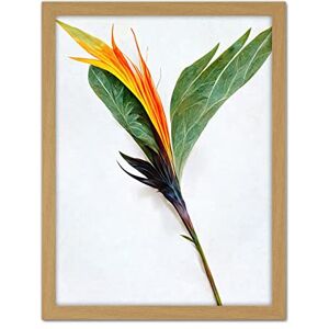 Doppelganger33 LTD Single Bird Paradise Flower Stem With Orange Bloom Artwork Framed Wall Art Print 18X24 Inch Doppelganger33 LTD Single Bird Paradise Flower Stem With Orange Bloom Artwork Framed Wall Art Print 18X24 Inch