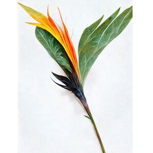 Doppelganger33 LTD Single Bird Paradise Flower Stem With Orange Bloom Large Wall Art Poster Print Thick Paper 18X24 Inch Doppelganger33 LTD Single Bird Paradise Flower Stem With Orange Bloom Large Wall Art Poster Print Thick Paper 18X24 Inch