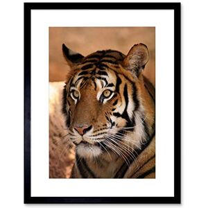 Wee Blue Coo Tiger Animal Nature Cat Art Framed Wall Art Print Wee Blue Coo Tiger Animal Nature Cat Art Framed Wall Art Print