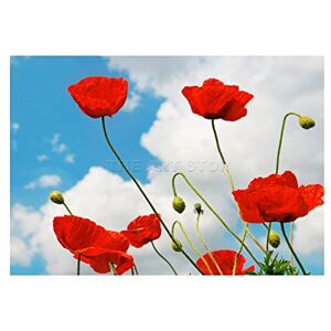 Wee Blue Coo Photo Nature Flower Poppy Blue Sky Red Clouds Picture Wall Art Print Wee Blue Coo Photo Nature Flower Poppy Blue Sky Red Clouds Picture Wall Art Print