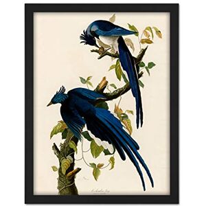 Artery8 Audubon Birds Columbia Jay Painting Artwork Framed Wall Art Print 18X24 Inch Artery8 Audubon Birds Columbia Jay Painting Artwork Framed Wall Art Print 18X24 Inch