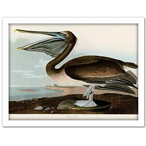 Artery8 Audubon Birds Pelican Brown Painting Artwork Framed Wall Art Print 18X24 Inch Artery8 Audubon Birds Pelican Brown Painting Artwork Framed Wall Art Print 18X24 Inch