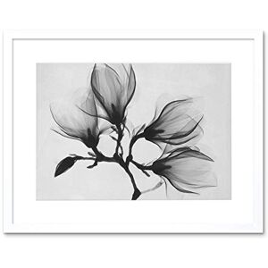 Wee Blue Coo Magnolia Branch Xray Artwork Framed Wall Art Print 12X16 Inch Wee Blue Coo Magnolia Branch Xray Artwork Framed Wall Art Print 12X16 Inch