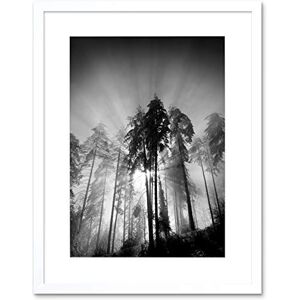 Wee Blue Coo Trees Light Fog Black White Art Framed Wall Art Print Wee Blue Coo Trees Light Fog Black White Art Framed Wall Art Print