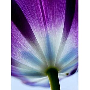 Wee Blue Coo Purple Tulip Flower Bloom Unframed Art Print Poster Wall Decor 12X16 Inch Wee Blue Coo Purple Tulip Flower Bloom Unframed Art Print Poster Wall Decor 12X16 Inch