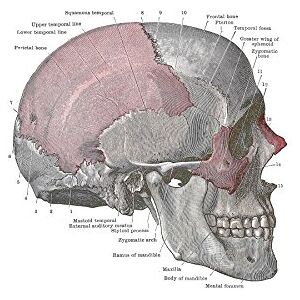 Wee Blue Coo Painting Drawing Diagram Human Skull Anatomy Bone Wall Art Print Wee Blue Coo Painting Drawing Diagram Human Skull Anatomy Bone Wall Art Print