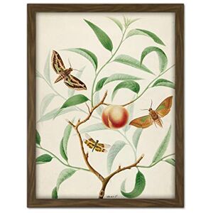 Artery8 De Wit Peach Branch Two Exotic Butterflies Dragonfly Artwork Framed Wall Art Print 18X24 Inch Artery8 De Wit Peach Branch Two Exotic Butterflies Dragonfly Artwork Framed Wall Art Print 18X24 Inch