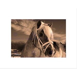 Wee Blue Coo Icelandic Pony Sepia Horse Winter Snow Picture Wall Art Print Wee Blue Coo Icelandic Pony Sepia Horse Winter Snow Picture Wall Art Print