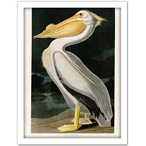 Artery8 Audubon Birds White Pelican Painting Artwork Framed Wall Art Print 18X24 Inch Artery8 Audubon Birds White Pelican Painting Artwork Framed Wall Art Print 18X24 Inch