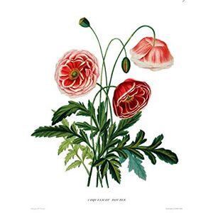 Wee Blue Coo Flower Poppy Coquelicot Double Large Wall Art Print Canvas Premium Poster Wee Blue Coo Flower Poppy Coquelicot Double Large Wall Art Print Canvas Premium Poster