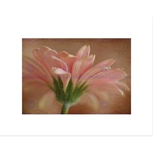 Wee Blue Coo PINK FLOWER BLOOM GRUNGE RUSTIC BLACK FRAME FRAMED ART PRINT PICTURE B12X8756 Wee Blue Coo PINK FLOWER BLOOM GRUNGE RUSTIC BLACK FRAME FRAMED ART PRINT PICTURE B12X8756