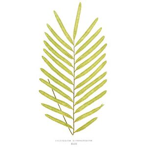 Wee Blue Coo Fern Polypodium Diversifolium Art Print Canvas Premium Wall Decor Poster Wee Blue Coo Fern Polypodium Diversifolium Art Print Canvas Premium Wall Decor Poster