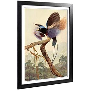 Big Box Art Framed Print of Vintage W Kuhnert Bird of Paradise 2 Design Wall Art Picture Home Decor for Kitchen, Living Room, Bedroom, Hallway, Black, A2 / 24.5x18 Inch / 62x45cm Big Box Art Framed Print of Vintage W Kuhnert Bird of Paradise 2 Design Wall Art Picture Home Decor for Kitchen, Living Room, Bedroom, Hallway, Black, A2 / 24.5x18 Inch / 62x45cm