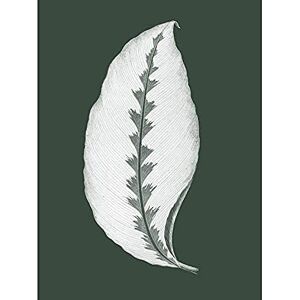 Wee Blue Coo Botanics Hunter Green Jungle Leaf Unframed Art Print Poster Wall Decor 12x16 inch Wee Blue Coo Botanics Hunter Green Jungle Leaf Unframed Art Print Poster Wall Decor 12x16 inch