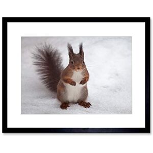 Wee Blue Coo Hungry Squirrel Red Nature Animal Snow Picture Framed Wall Art Print Wee Blue Coo Hungry Squirrel Red Nature Animal Snow Picture Framed Wall Art Print