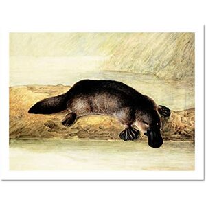 Wee Blue Coo Painting Platypus River Bank Duck Billed Art Large Framed Art Print Poster Wall Decor 18x24 inch Wee Blue Coo Painting Platypus River Bank Duck Billed Art Large Framed Art Print Poster Wall Decor 18x24 inch
