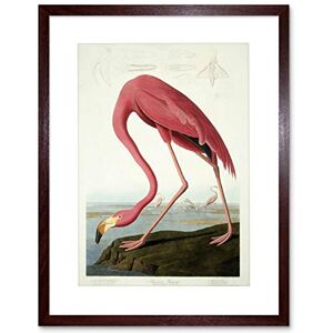Wee Blue Coo Painting Nature Audubon American Flamingo Picture Framed Wall Art Print Wee Blue Coo Painting Nature Audubon American Flamingo Picture Framed Wall Art Print
