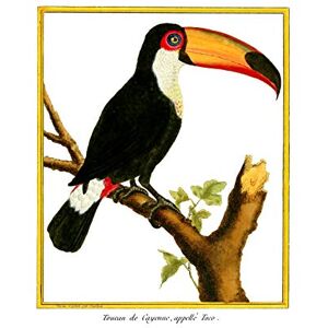Fine Art Prints Bird Black Toucan Large Wall Art Print Canvas Premium Poster Fine Art Prints Bird Black Toucan Large Wall Art Print Canvas Premium Poster