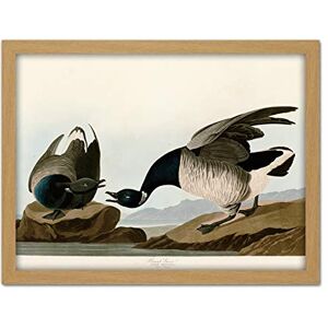 Artery8 Audubon Birds America Brant Goose Artwork Framed Wall Art Print 18X24 Inch Artery8 Audubon Birds America Brant Goose Artwork Framed Wall Art Print 18X24 Inch