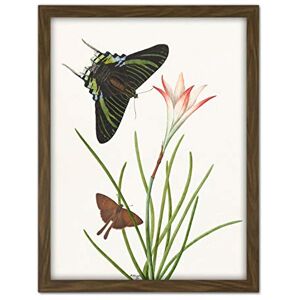 Artery8 Paul Gabriel Two Butterflies With A Lily Painting Artwork Framed Wall Art Print 18X24 Inch Artery8 Paul Gabriel Two Butterflies With A Lily Painting Artwork Framed Wall Art Print 18X24 Inch