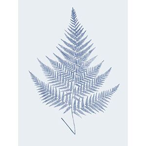 Wee Blue Coo Botanics Cobalt Fern Eppusum Large Wall Art Print Canvas Premium Poster Wee Blue Coo Botanics Cobalt Fern Eppusum Large Wall Art Print Canvas Premium Poster