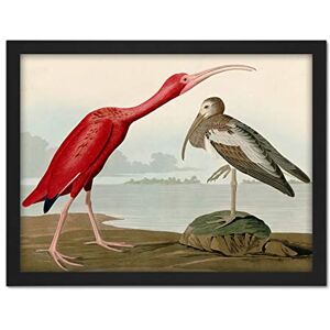 Artery8 Audubon Birds Scarlet Ibis Painting Artwork Framed Wall Art Print 18X24 Inch Artery8 Audubon Birds Scarlet Ibis Painting Artwork Framed Wall Art Print 18X24 Inch