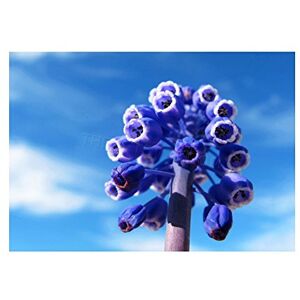 Wee Blue Coo Photo Grape Hyacinth Muscari Flower Macro Wall Art Print Wee Blue Coo Photo Grape Hyacinth Muscari Flower Macro Wall Art Print