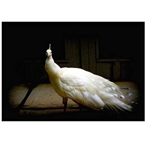 Wee Blue Coo Photo Nature Bird White Peacock Feather Beautiful Wall Art Print Wee Blue Coo Photo Nature Bird White Peacock Feather Beautiful Wall Art Print