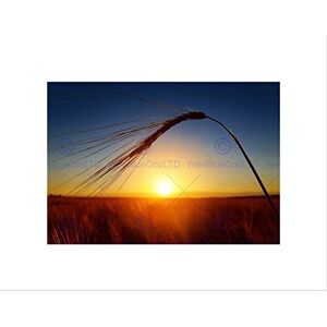 Wee Blue Coo Photo Sunset Dusk Sun Ripe Ear Wheat Field Grain Crop Wall Art Print Wee Blue Coo Photo Sunset Dusk Sun Ripe Ear Wheat Field Grain Crop Wall Art Print