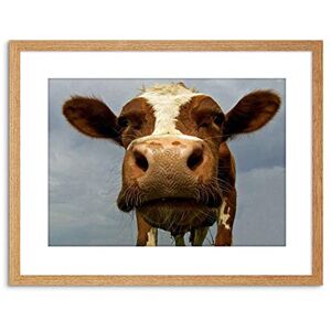 Wee Blue Coo Funny Cow Farm Animal Close Up Picture Photo Framed Wall Art Print Wee Blue Coo Funny Cow Farm Animal Close Up Picture Photo Framed Wall Art Print