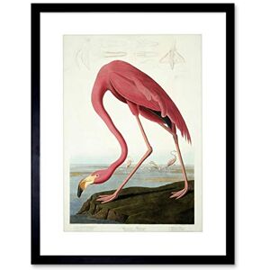 Wee Blue Coo Painting Nature Audubon American Flamingo Picture Framed Wall Art Print Wee Blue Coo Painting Nature Audubon American Flamingo Picture Framed Wall Art Print