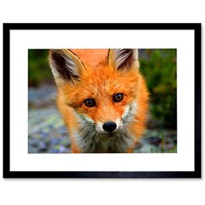 Wee Blue Coo Baby Fox Portrait Woodland Animal Wildlife Photo Picture Framed Wall Art Print Wee Blue Coo Baby Fox Portrait Woodland Animal Wildlife Photo Picture Framed Wall Art Print