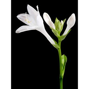 Artery8 DeSousa Hosta Plantaginea Plantain Lily Flower Photo Large Wall Art Poster Print Thick Paper 18X24 Inch Artery8 DeSousa Hosta Plantaginea Plantain Lily Flower Photo Large Wall Art Poster Print Thick Paper 18X24 Inch