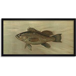 Artery8 Petrie North American Fishes Sea Bass Illustration Framed Wall Art Print Long 25X12 Inch Artery8 Petrie North American Fishes Sea Bass Illustration Framed Wall Art Print Long 25X12 Inch