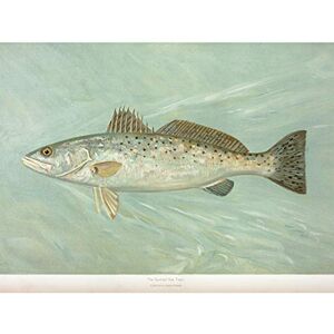 Artery8 Petrie North American Fishes Sea Trout Illustration Large Wall Art Poster Print Thick Paper 18X24 Inch Artery8 Petrie North American Fishes Sea Trout Illustration Large Wall Art Poster Print Thick Paper 18X24 Inch