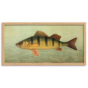 Artery8 Petrie North American Fishes Yellow Perch Illustration Framed Wall Art Print Long 25X12 Inch Artery8 Petrie North American Fishes Yellow Perch Illustration Framed Wall Art Print Long 25X12 Inch