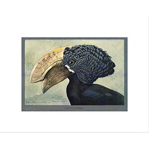 Wee Blue Coo PAINTING ABYSSINIA BIRD MAMMAL FUERTES CRESTED HORNBILL FRAMED ART PRINT B12X12857 Wee Blue Coo PAINTING ABYSSINIA BIRD MAMMAL FUERTES CRESTED HORNBILL FRAMED ART PRINT B12X12857