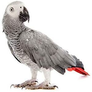 Wee Blue Coo Nature Animal Bird African Grey Parrot Cool Beak Feathers Canvas Print Wee Blue Coo Nature Animal Bird African Grey Parrot Cool Beak Feathers Canvas Print