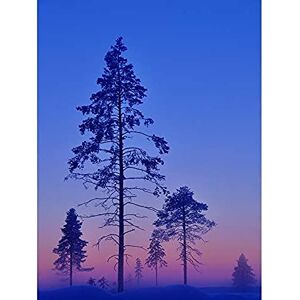 Wee Blue Coo Winter Landscape Trees Purple Sunset Unframed Wall Art Print Poster Home Decor Premium Wee Blue Coo Winter Landscape Trees Purple Sunset Unframed Wall Art Print Poster Home Decor Premium