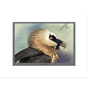 Wee Blue Coo PAINTING ABYSSINIA BIRD MAMMAL FUERTES BEARDED VULTURE FRAMED ART PRINT B12X12855 Wee Blue Coo PAINTING ABYSSINIA BIRD MAMMAL FUERTES BEARDED VULTURE FRAMED ART PRINT B12X12855