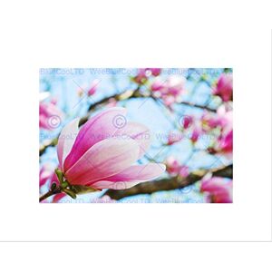 Wee Blue Coo Spring Magnolia Tree Flowers Pink Bloom Picture Wall Art Print Wee Blue Coo Spring Magnolia Tree Flowers Pink Bloom Picture Wall Art Print