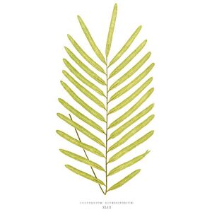 Wee Blue Coo Fern Polypodium Diversifolium Large Wall Art Print Canvas Premium Poster Wee Blue Coo Fern Polypodium Diversifolium Large Wall Art Print Canvas Premium Poster