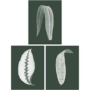 Wee Blue Coo Pack of 3 Forest Green Plant Tree Leaf Detailed Foliage Botanical Invert Colour Unframed Wall Art Living Room Prints Set Wee Blue Coo Pack of 3 Forest Green Plant Tree Leaf Detailed Foliage Botanical Invert Colour Unframed Wall Art Living Room Prints Set