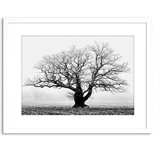 Wee Blue Coo Oak Tree B&W Mist Fog Photo Framed Wall Art Print Wee Blue Coo Oak Tree B&W Mist Fog Photo Framed Wall Art Print