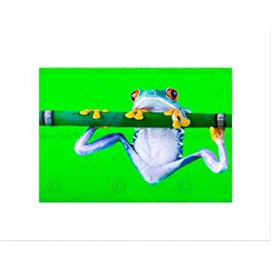 Wee Blue Coo Red Eyed Tree Frog Branch Art Wall Art Print Wee Blue Coo Red Eyed Tree Frog Branch Art Wall Art Print