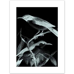 Wee Blue Coo Birds Illustration Night Art Print Canvas Premium Wall Decor Poster Wee Blue Coo Birds Illustration Night Art Print Canvas Premium Wall Decor Poster