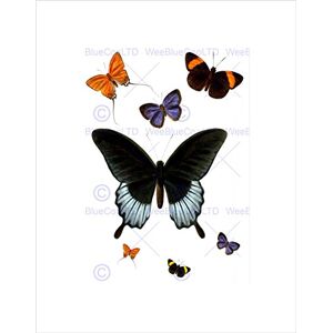 Wee Blue Coo Nature Butterfly Wing Insect Bug Beautiful Wall Art Print Wee Blue Coo Nature Butterfly Wing Insect Bug Beautiful Wall Art Print